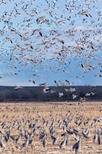 SnowGoose-405.jpg