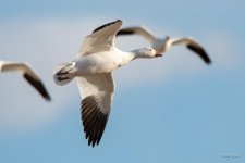 SnowGoose-402.jpg
