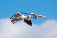 SnowGoose-408.jpg
