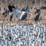 SnowGoose-409.jpg