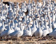 SnowGoose-410.jpg