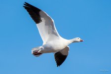 RossGoose-403.jpg