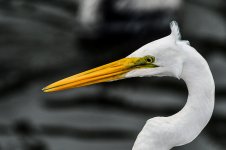 500_7675 copy.jpg