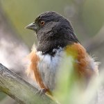 Towhee2.jpg