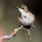 Hummer11.jpg