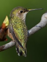 Hummer13.jpg
