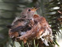 Hummer4.jpg