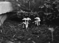 mushroom_closeup_lens_w.jpg