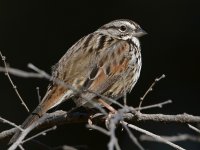 Sparrow3.jpg