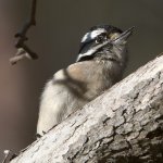 Woodpecker2.jpg