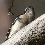 Woodpecker3.jpg