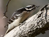 Woodpecker5.jpg