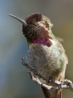 Hummer12.jpg