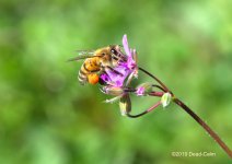 bee2 n500_8423.jpg