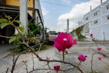 blossom-1.jpg