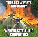 cow.jpg
