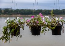 hanging-flower-1.jpg