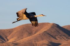 SandhillCrane-469.jpg