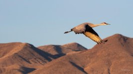 SandhillCrane-470.jpg