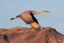 SandhillCrane-471.jpg