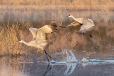 SandhillCrane-482.jpg
