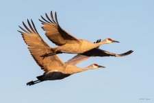 SandhillCrane-472.jpg