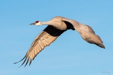 SandhillCrane-473.jpg