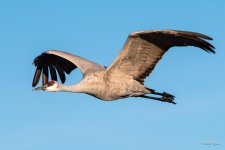 SandhillCrane-474.jpg