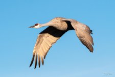 SandhillCrane-475.jpg