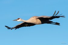 SandhillCrane-476.jpg