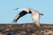 SandhillCrane-477.jpg