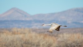 SandhillCrane-479.jpg