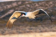SandhillCrane-480.jpg