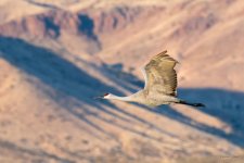 SandhillCrane-481.jpg