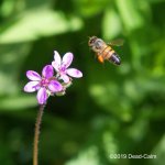 Bee FR 500_8631.jpg