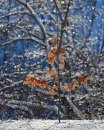 DSC_7313.jpg