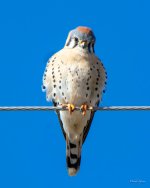 Kestrel-400.jpg