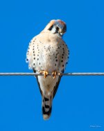 Kestrel-401.jpg