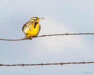 Meadowlark-405.jpg