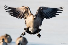 Goose-425.jpg