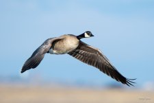 Goose-427.jpg