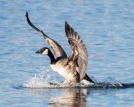 Goose-428.jpg