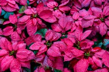 morning-flower-1.jpg