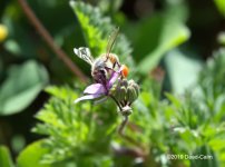 bee N 500_8668.jpg