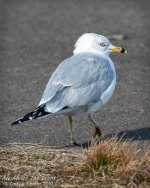 _NIK0211 low res.jpg