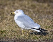 _NIK0217 low res.jpg