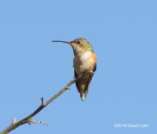 Hummingbird N 500_6487.jpg