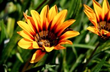 Flowe and bee N 500_8523.jpg