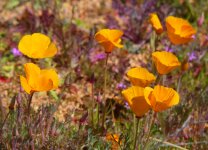 poppies N 500_8485.jpg