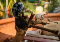 tiny-miny-crabs-2.jpg